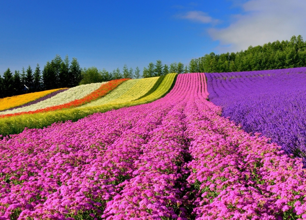 WHY YOU SHOULD VISIT HOKKAIDO — SHINI LOLA | Your Guide to Travel ... WHY YOU SHOULD VISIT HOKKAIDO — SHINI LOLA | Your Guide to Travel ...