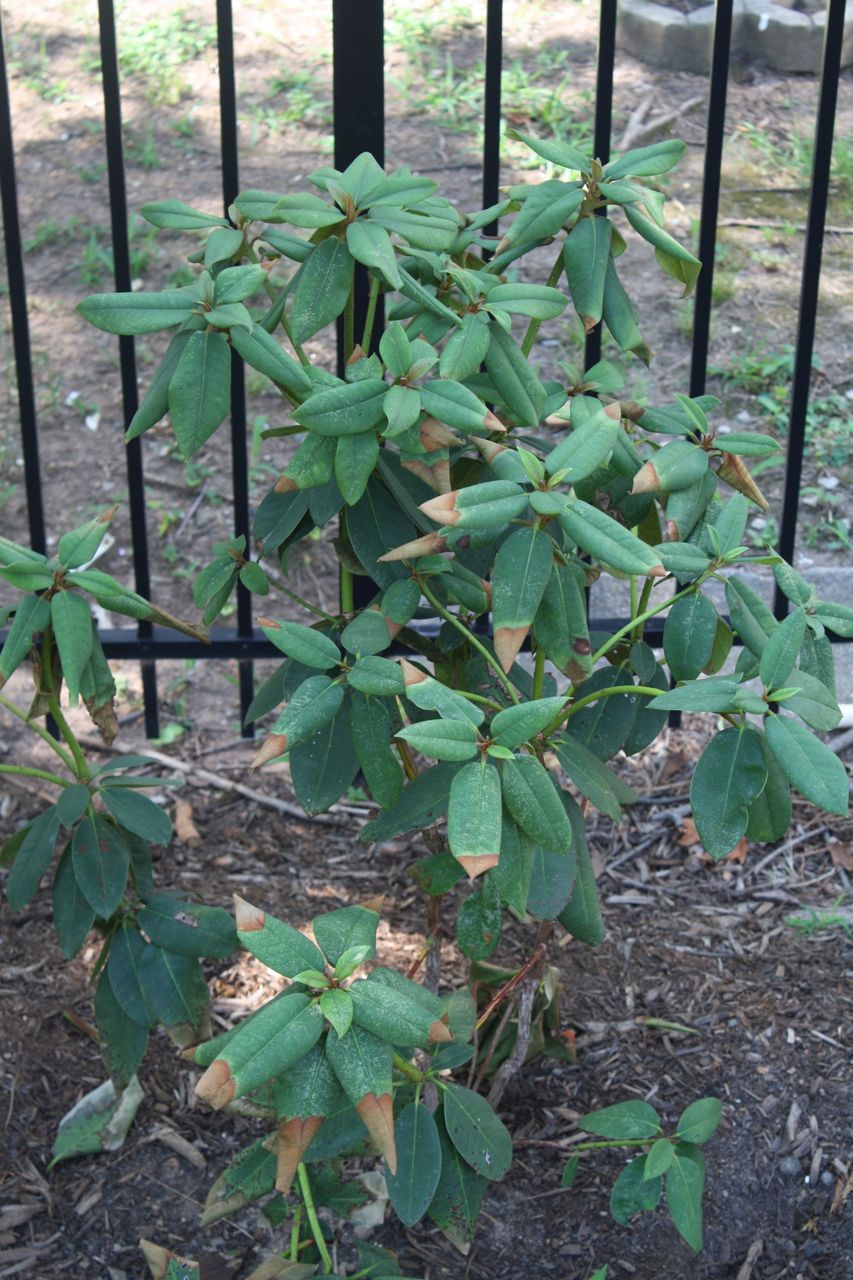 The Roediger House Dying Is the Downside of Landscaping