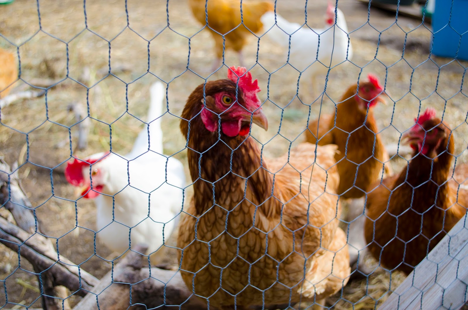 Day 27 A Bunch of Chickens