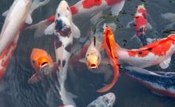 Koi karpiai žuvys ižuvinimui japoninis karpis
