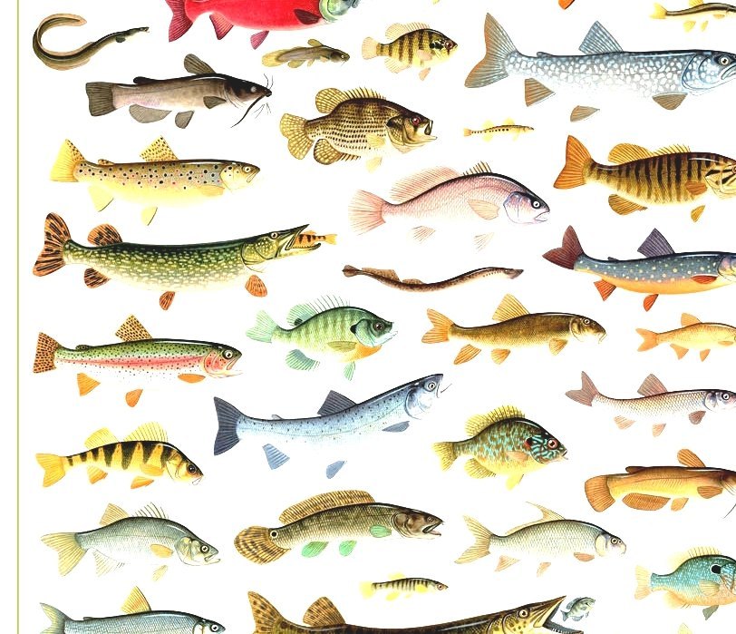 List Of Freshwater Fishes Of Oregon Fish In Oregon