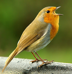 songbird bird singing birds song sing beyond morning