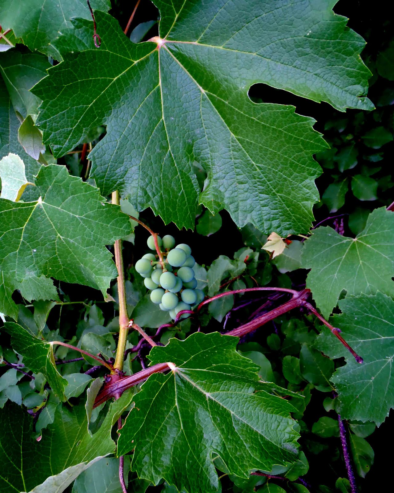 Wild Things in August - Grape