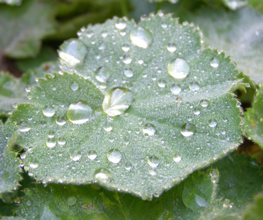 Gutshof Carolinenthal Junge IGEL