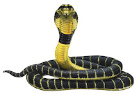 serpiente cobra, cobra, serpientes, culebras, culebras con rayas, serpientes venenosas, serpientes moraltes, serpiente enrollada, culebra enrrollada