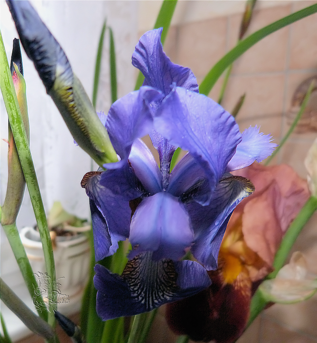 Paulas Bilder Foto Allerlei Mai 2014