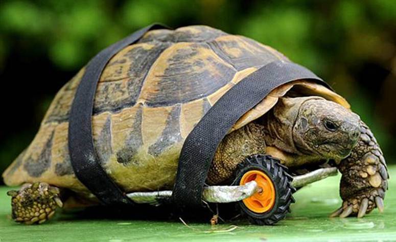 Черепаха в очках картинка. Самая большая сухопутная черепаха. Очковая черепаха. Черепаха на колесах. Черепаха на колесиках.
