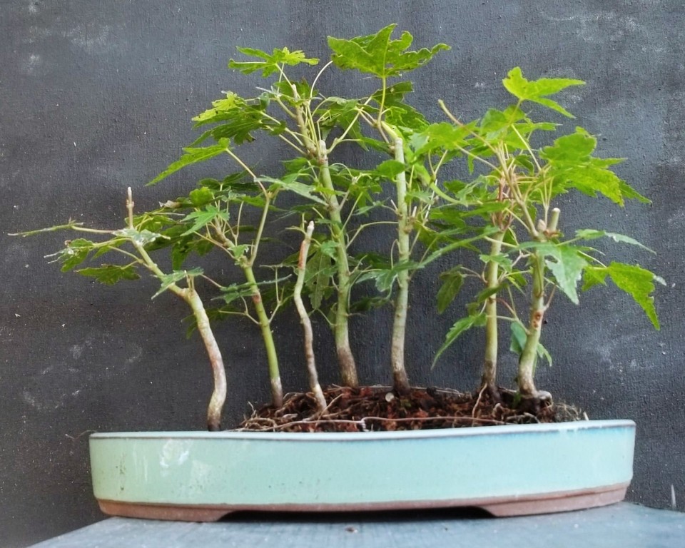 Bonsai Beginnings A Handful of Seed