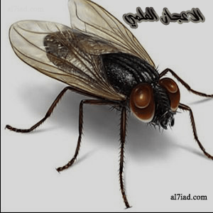 а муха тоже вертолет. а муха тоже вертолёт но без коробки передач. а муха тоже вертолет картинки. муха цеце в россии. а муха тоже вертолет текст.