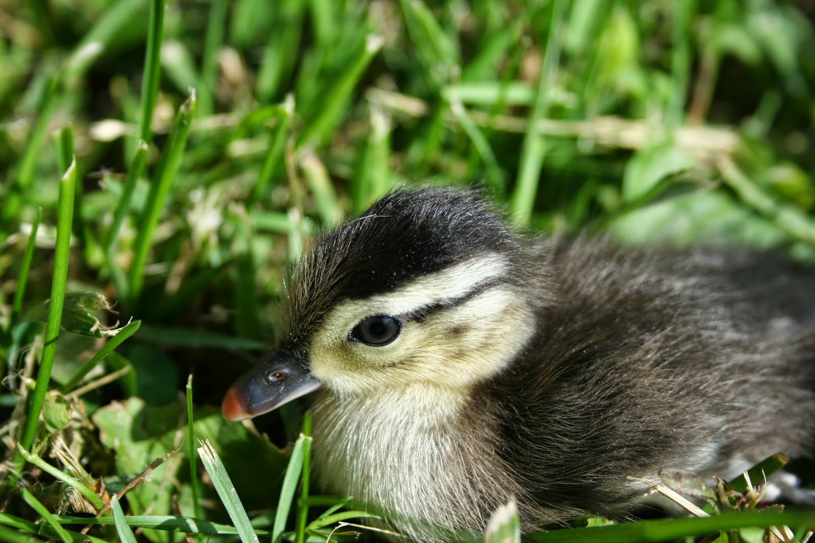 What Do Baby Wood Ducks Eat Katynel