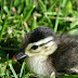 Farm Happenings - Raising a Baby Wood Duck