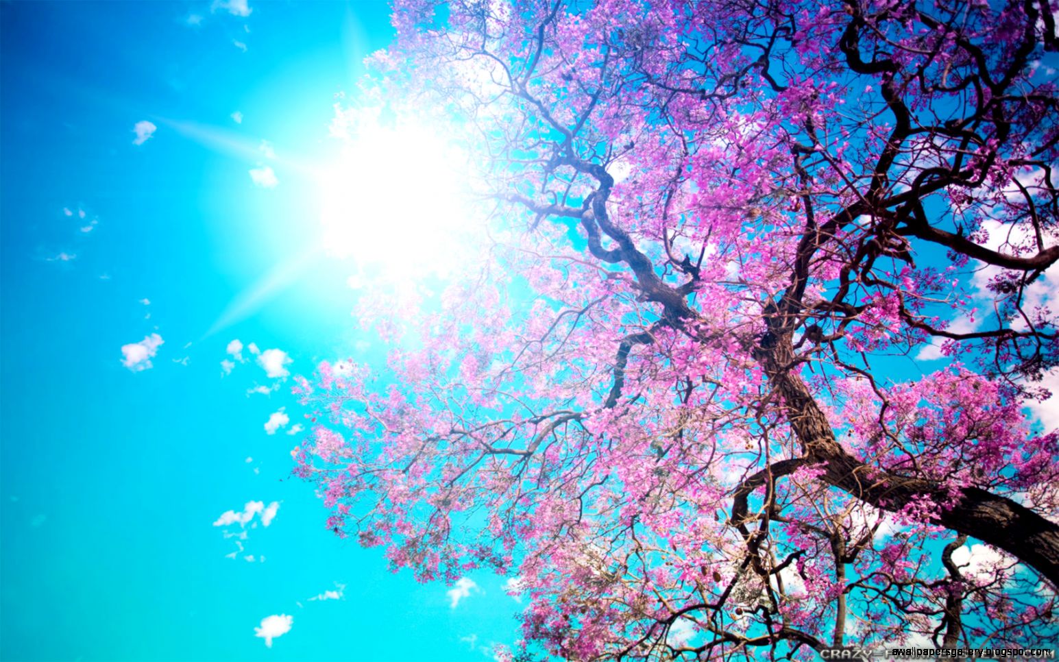 Download Beautiful Spring Nature Wallpaper  Full HD Wallpapers