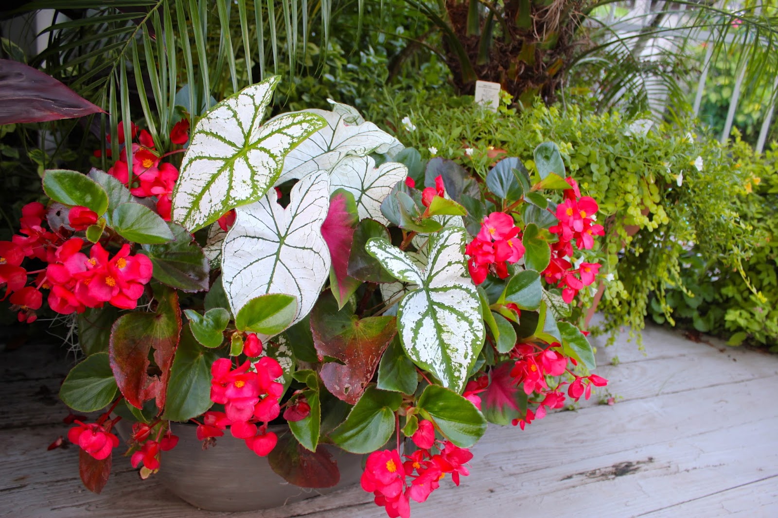 Tropical Gardening in New York City! Caladiums in the landscape