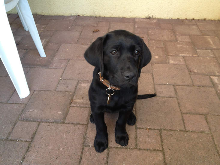 Labra'cadabra : Yuka & Kira, chiennes-guides: La genèse d'un futur ...