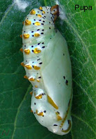 pupa, insect's Pupa