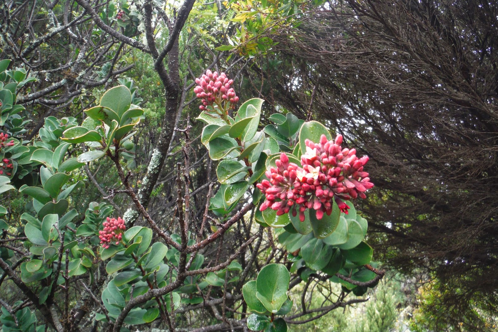 Donnelly Oceantics MORE MAUI MADNESS