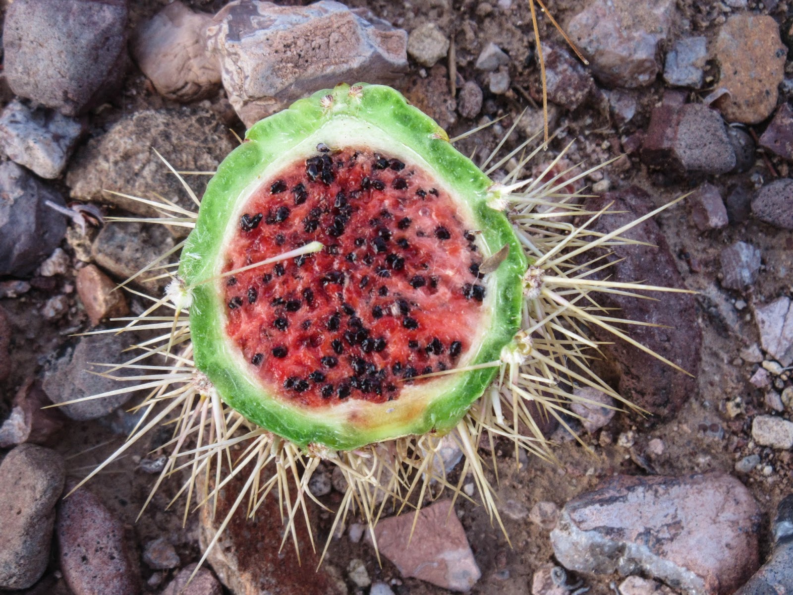 Cannundrums Organ Pipe Cactus Fruit