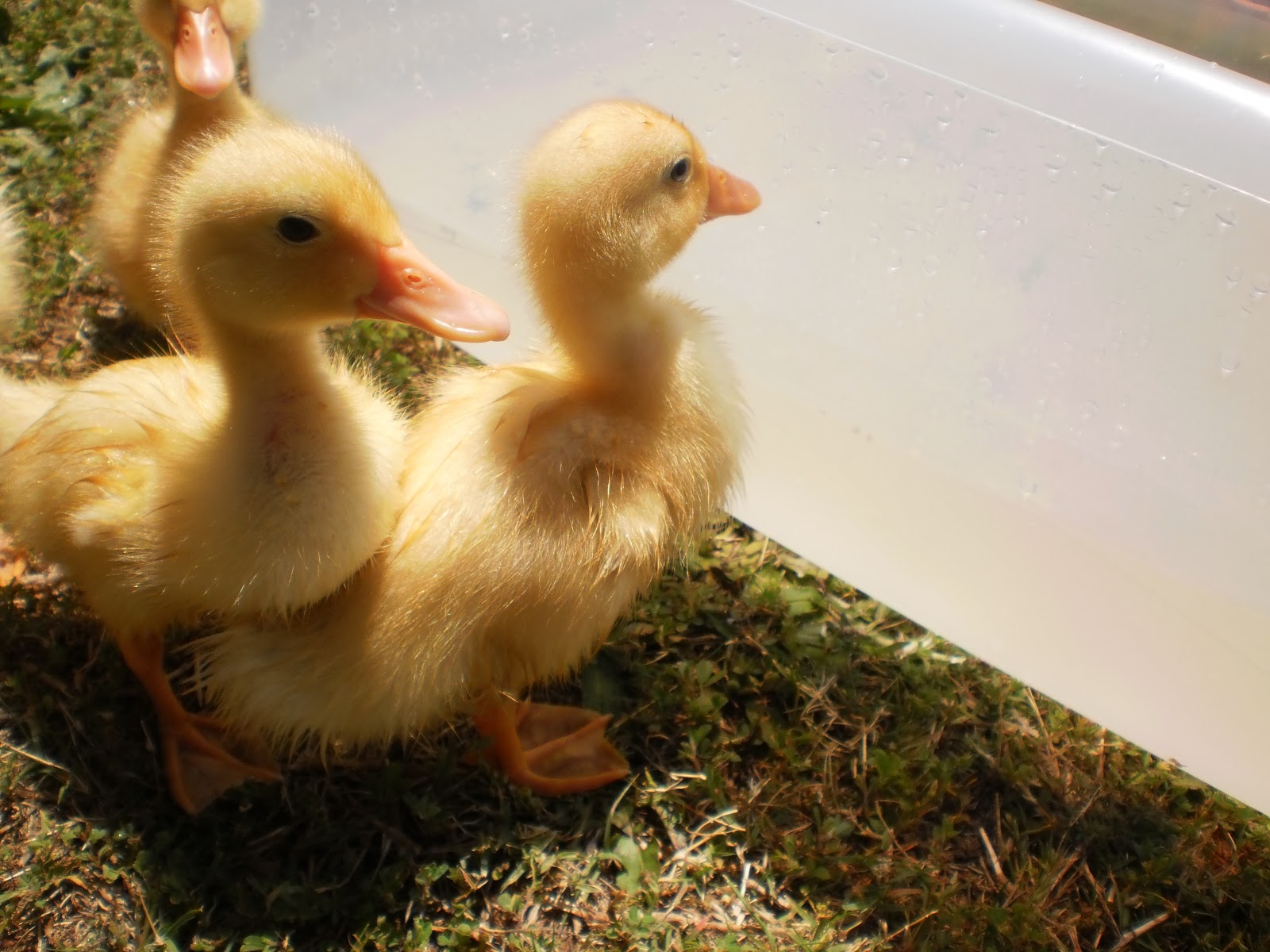 Click, Clack, QUACK! How do ducks hear and when will they quack?