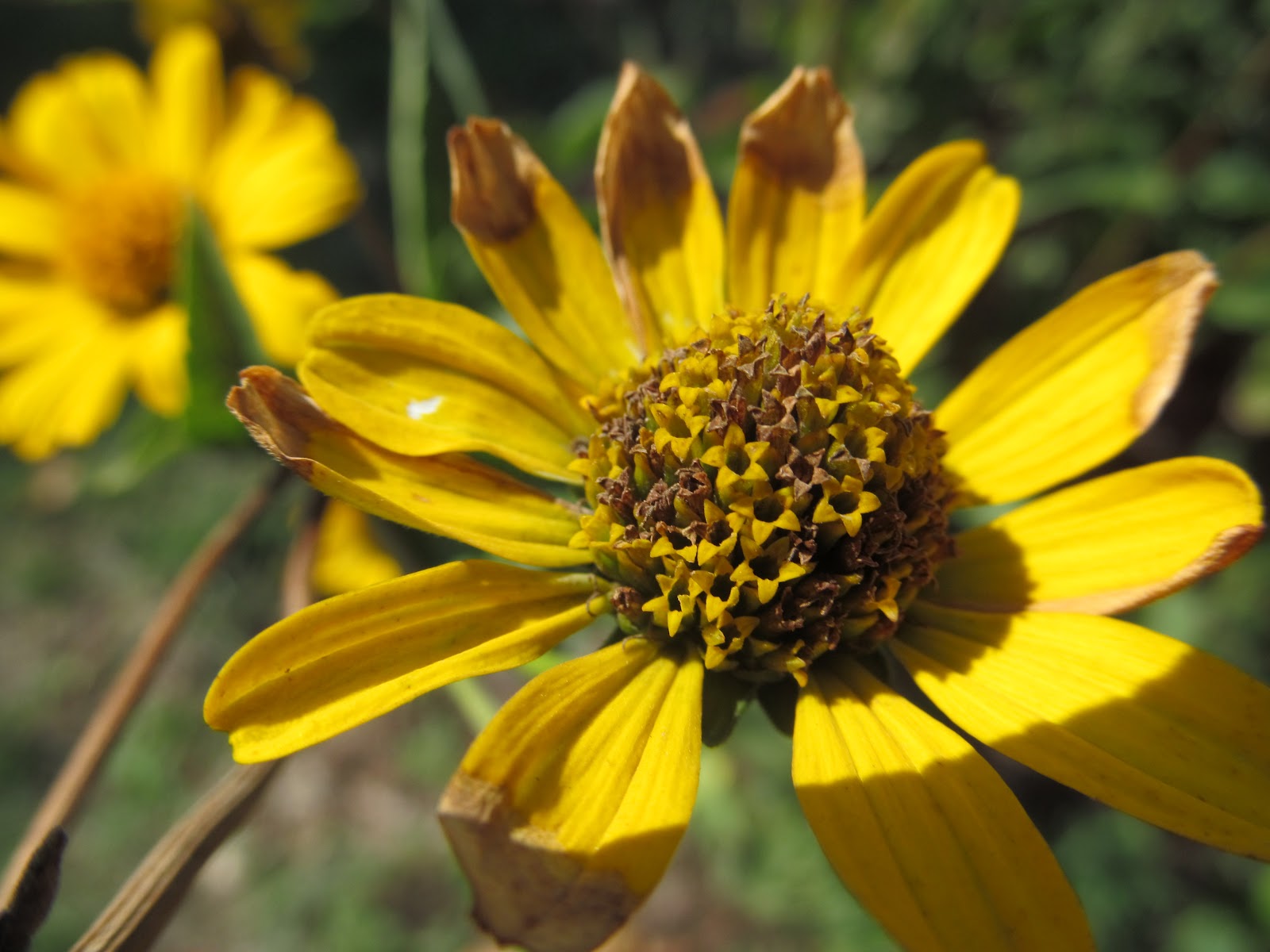 Explore Missouri Landscaping with Native Plants
