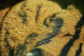 خلفيات جميلة عالية الدقة لللكمبيوتر