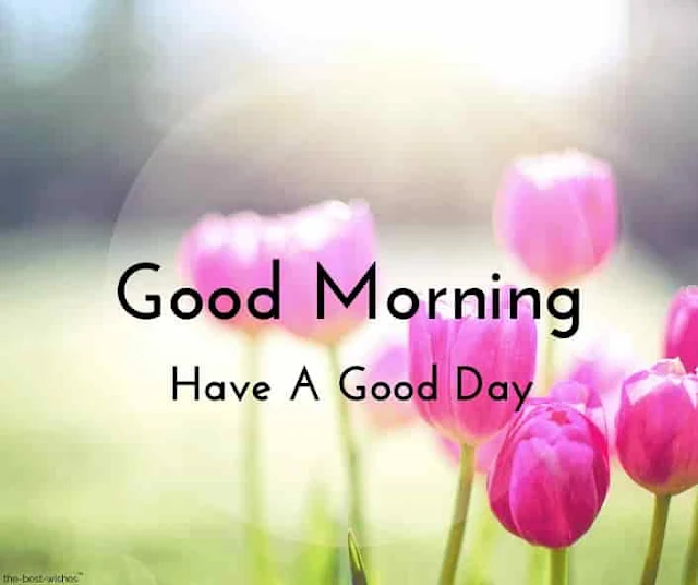 beautiful good morning photos of flowers