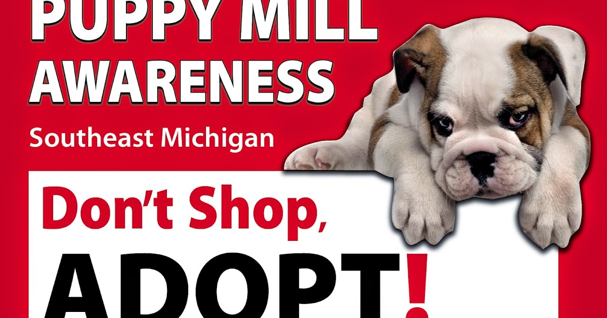 pet city pets ypsilanti puppy mill Miki Mcnamara