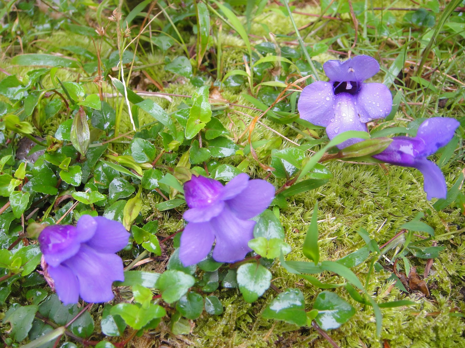 DWAN雲之端: 倒地蜈蚣--屬玄參科，艷麗的藍紫色花朵，倒在地上匍匐生長， 像蜈蚣在地上爬之外， 它喜陰溼的特性， 也跟蜈蚣相仿，總之這樣惹 ...