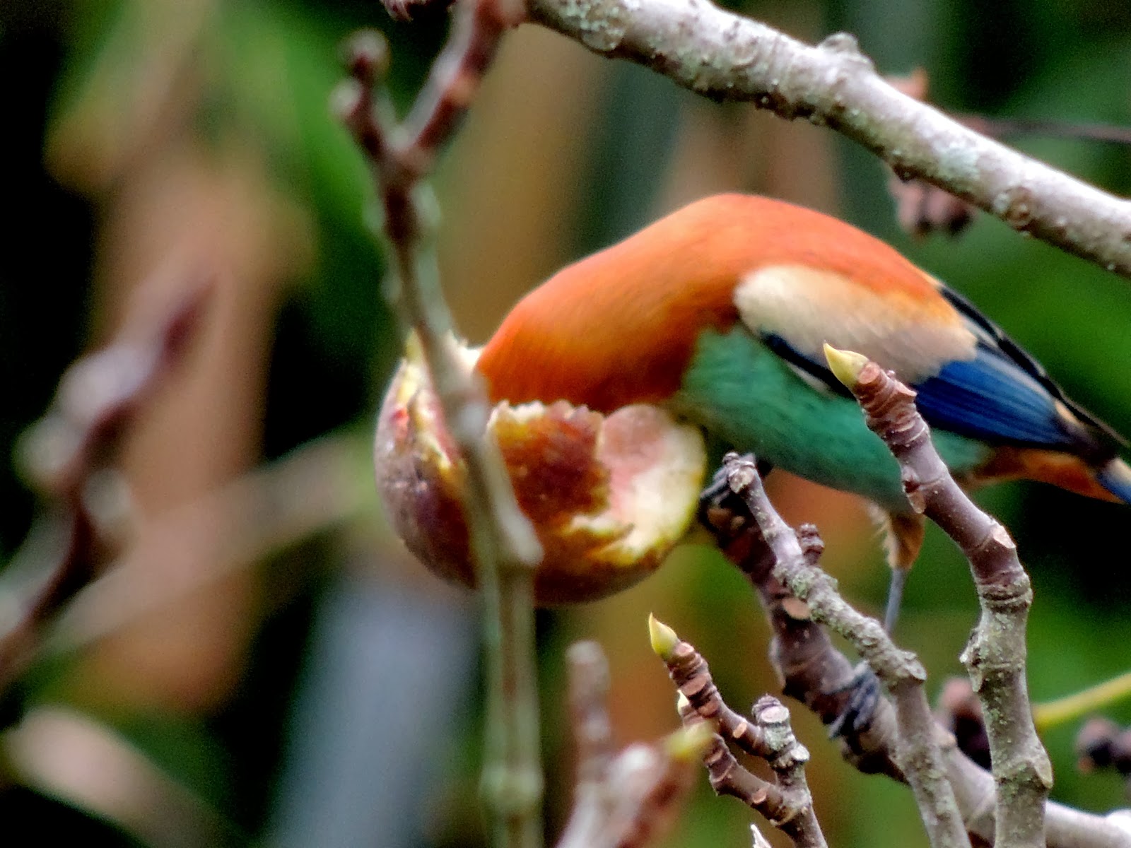 como-atrair-p-ssaros-para-a-nossa-casa-p-ssaros-nossa-terra