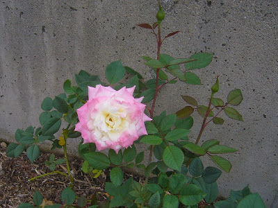 兵庫県伊丹市・荒牧バラ公園