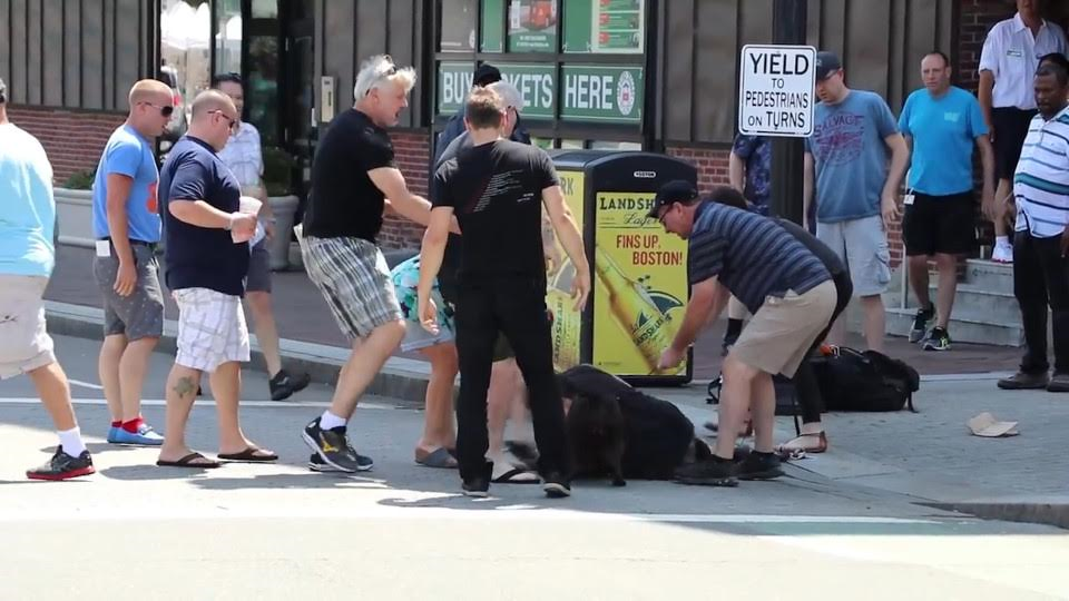 This Dog Owners Claim Their Highway Shell-Shocked Pitbull Shep Was Born to Rule