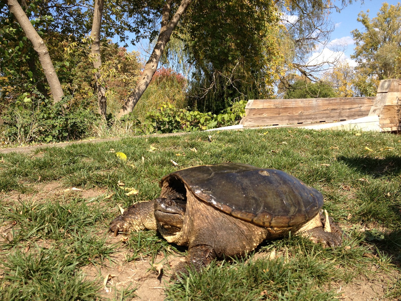 Leslie Park Golf Course: Traver Creek Project: Turtle Relocation ...