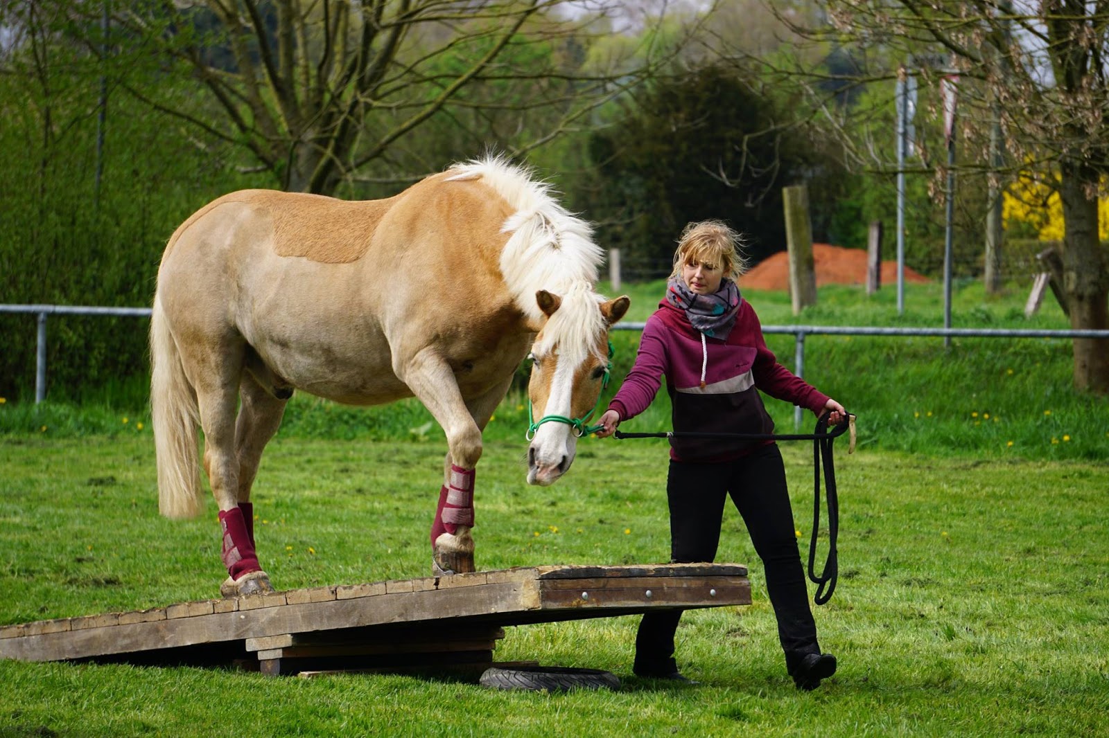 Pferdesport Kreis Kleve