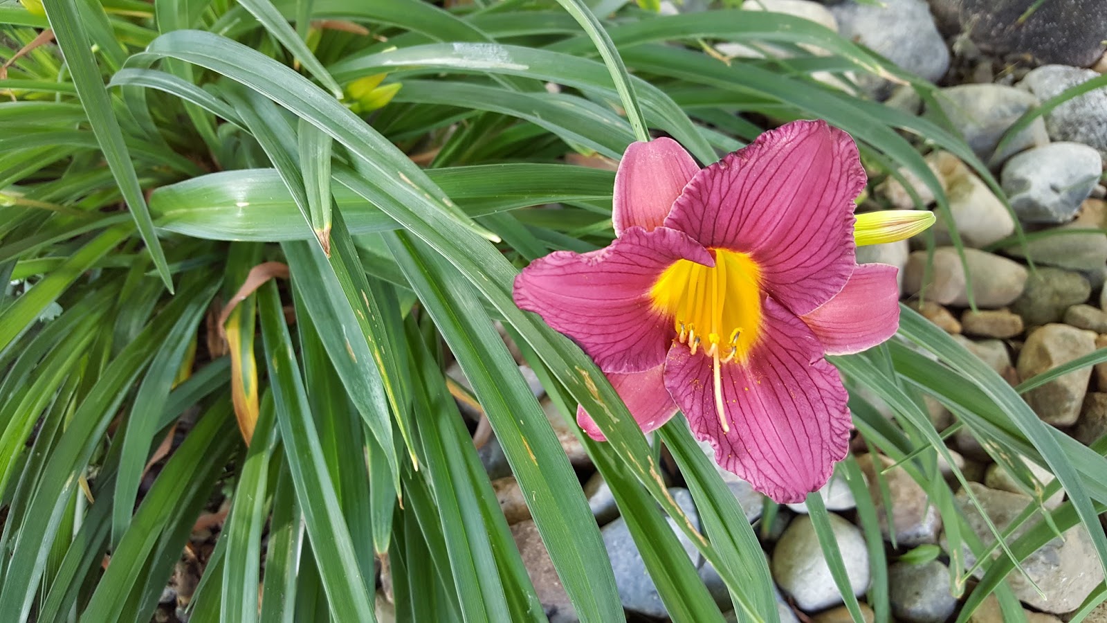 Gear Acres at Top of the Hill Asiatic, Oriental, and Day Lilies