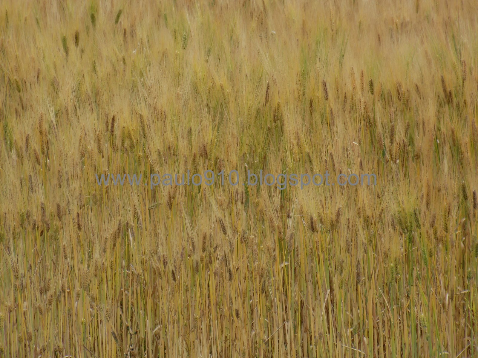 COMENTARIO AL DÍA Distrito de San Juan de Jarpa