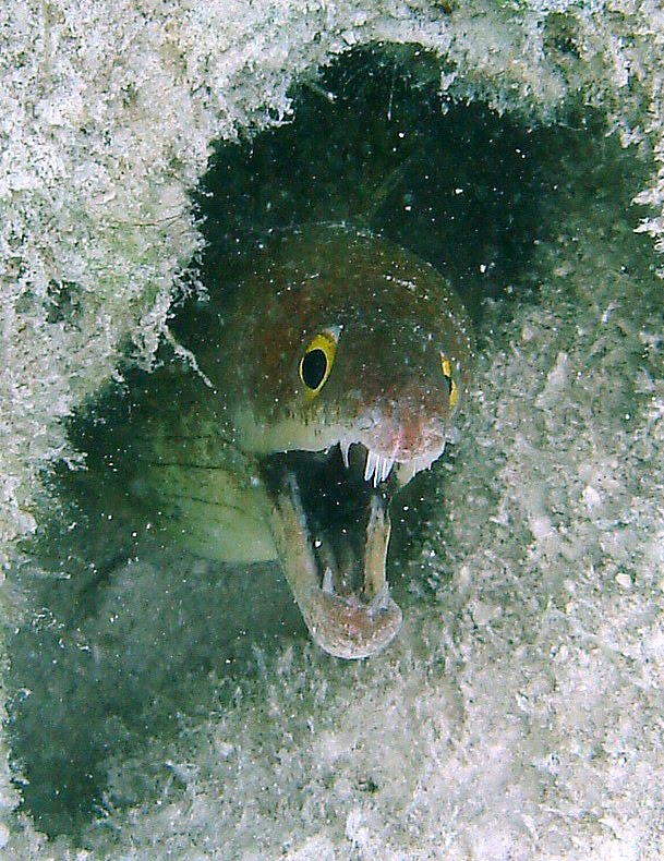 The Best of Underpressure Photography Ribbon Eel Anilao, Philippines
