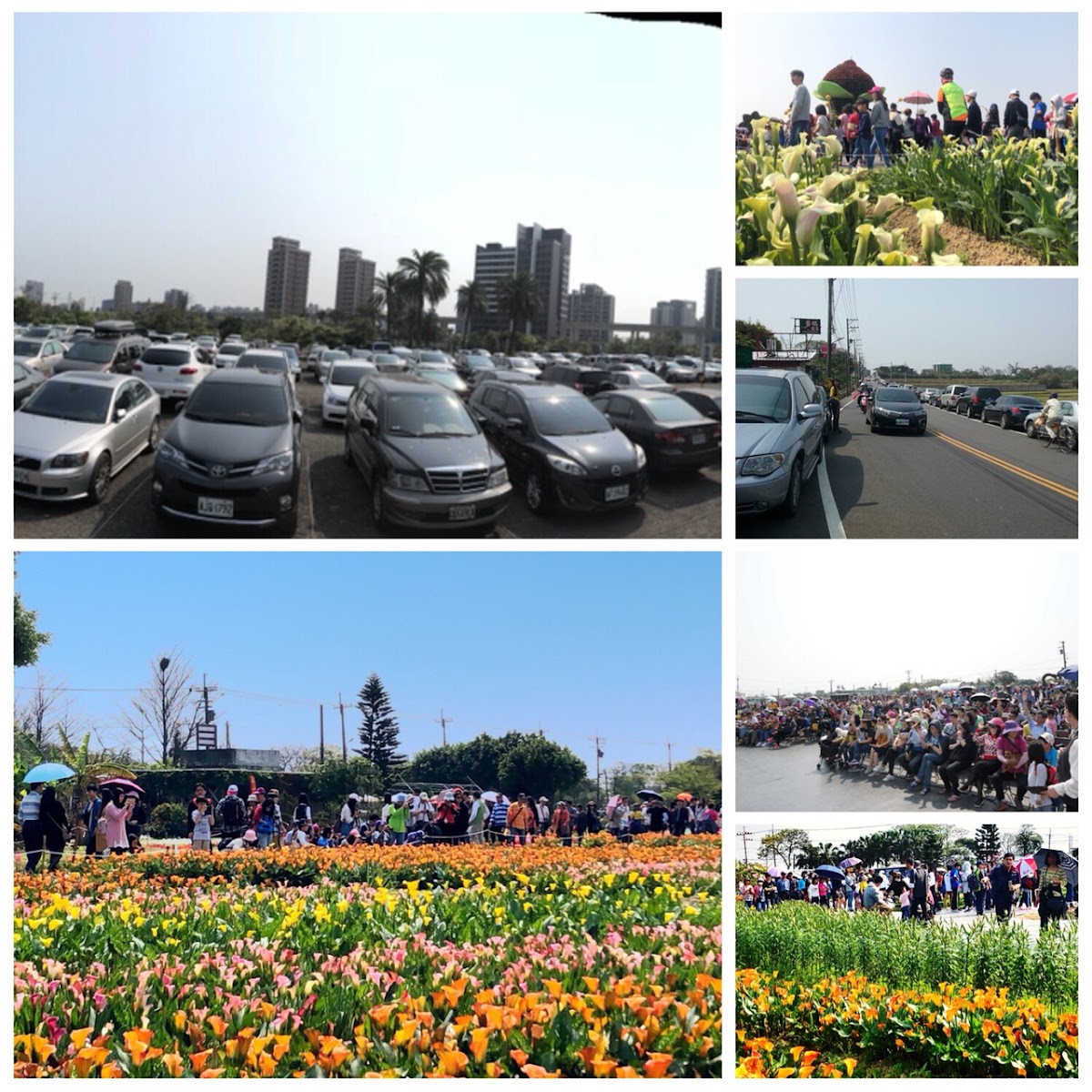 桃園市彩芋季3/10登場後,天天遊客絡繹不絕,桃園市副秘書長邱俊銘都忍不住呼籲民眾,善用平日時間去賞彩芋。 桃園市彩芋季3/10登場後,天天遊客絡繹不絕,桃園市副秘書長邱俊銘都忍不住呼籲民眾,善用平日時間去賞彩芋。