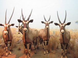 DECIMOQUINTO DÍA-2 Noviembre: ÚLTIMO DÍA. MUSEO DE HISTORIA NATURAL. - Desayuno en Nueva York y un Paseo por Washington (4)