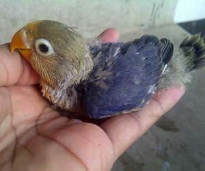 Anakkan Burung Lovebrid Calon Juara - Ciri Anakan Lovebird Berkualitas Unggul