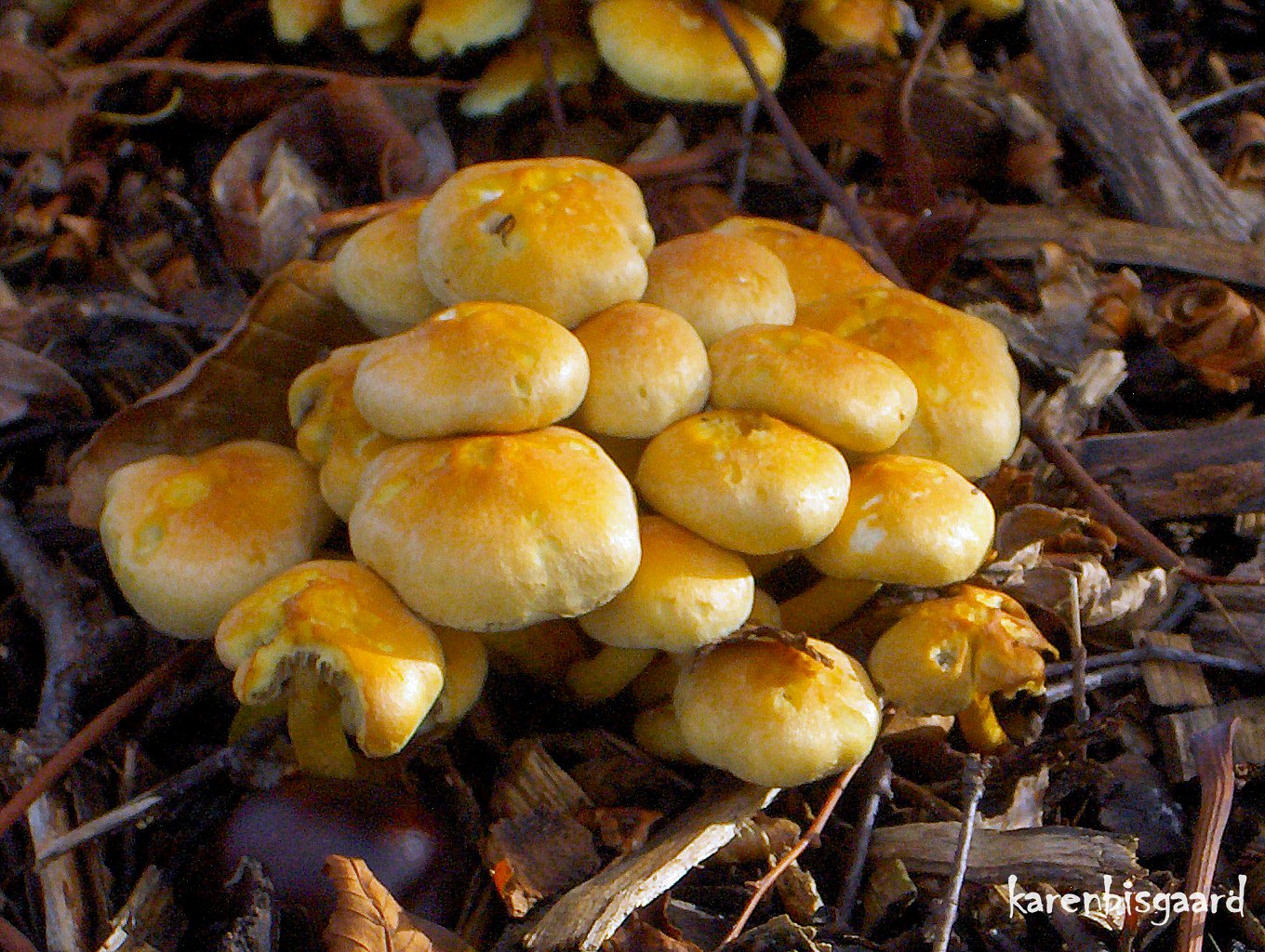 Karen`s Nature Photography Big Cluster of Small Yellow Mushrooms.