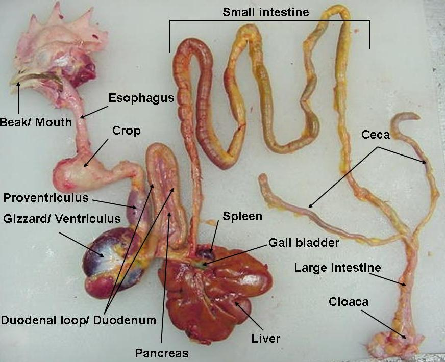 Animal science: The digestive tract of a chicken