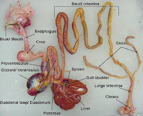 Animal science: The digestive tract of a chicken
