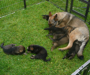 Ruby the German Shepherd feeding her pups in the outside pen