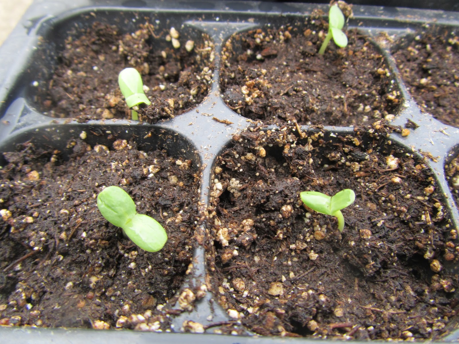 Four Hills of Squash More Germination