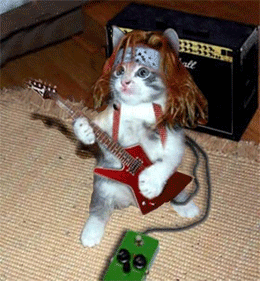 gatos_engracados58.gif