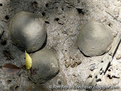Giant Mud Clam (Geloina erosa)