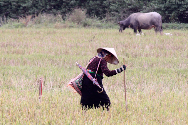 Retour à Diên Biên Phu, les collines des combats IMG_0968