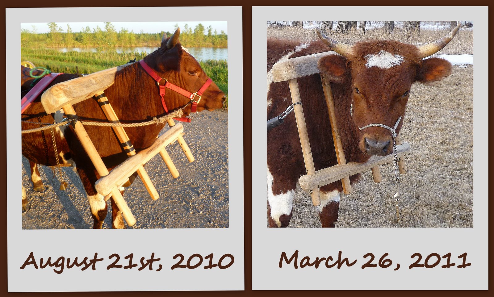 storybrookeripples ox and dog blog How to Make an Ox Yoke Fit Again