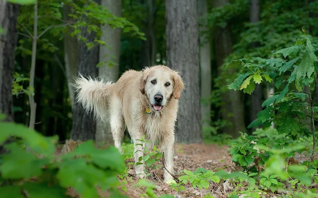 Hond in het bos