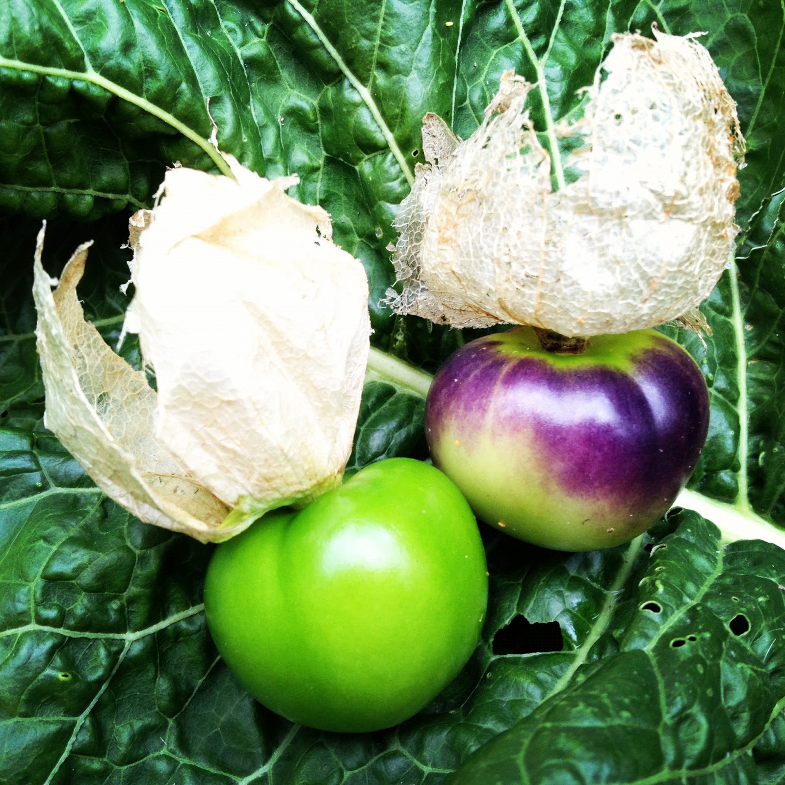 Provenance Growers Tomatillo salsa