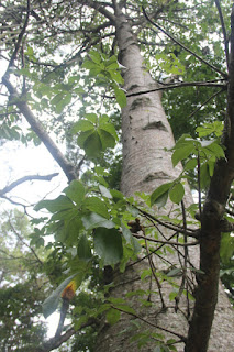 Baobab or Bottle Tree Plant (Adansonia Digitata)